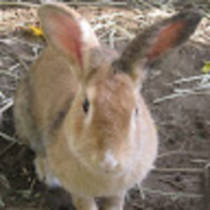 Meet your Posher, Lucy